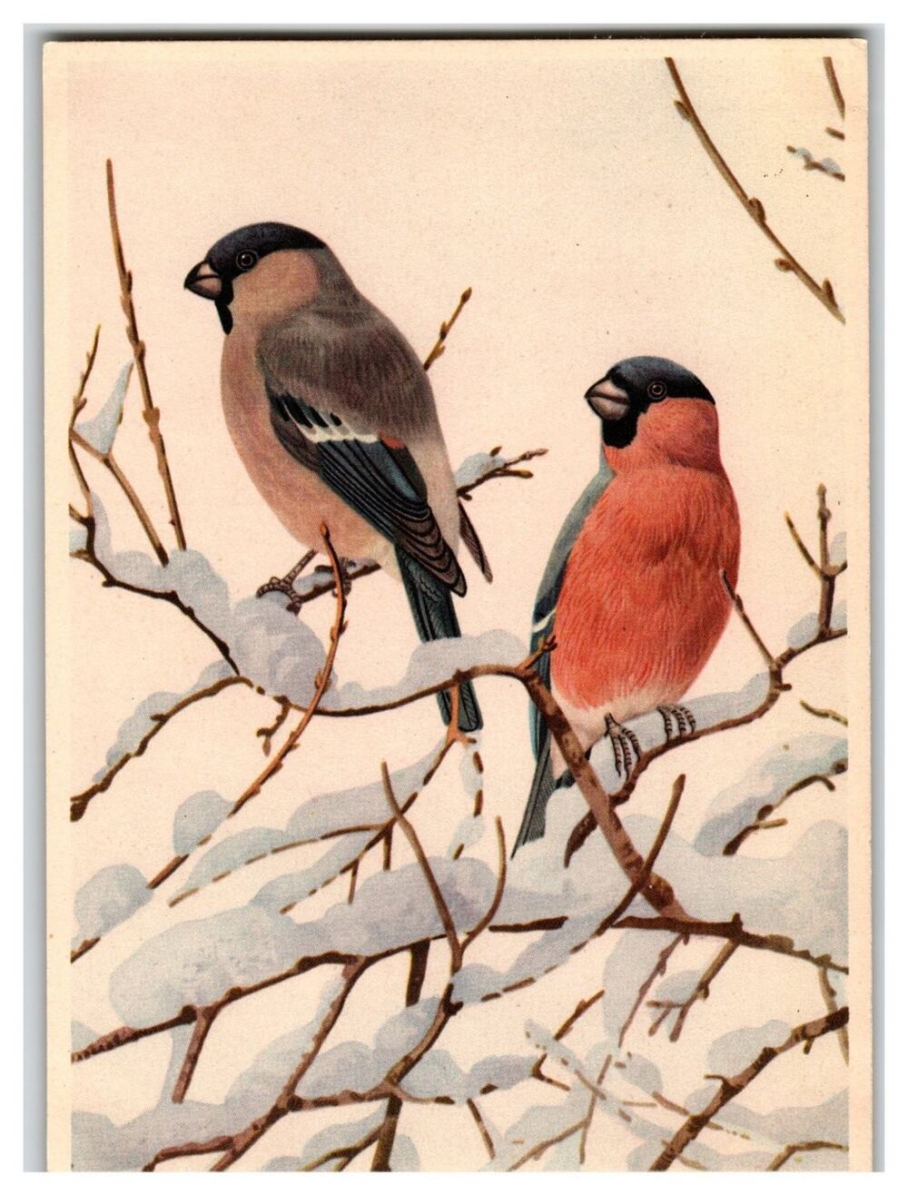Vintage Bullfinch Birds Winter Scene Art Postcard Snegir Nature Ornithology
